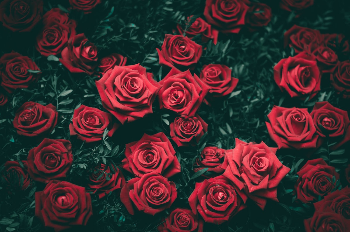 Студия Wildflower