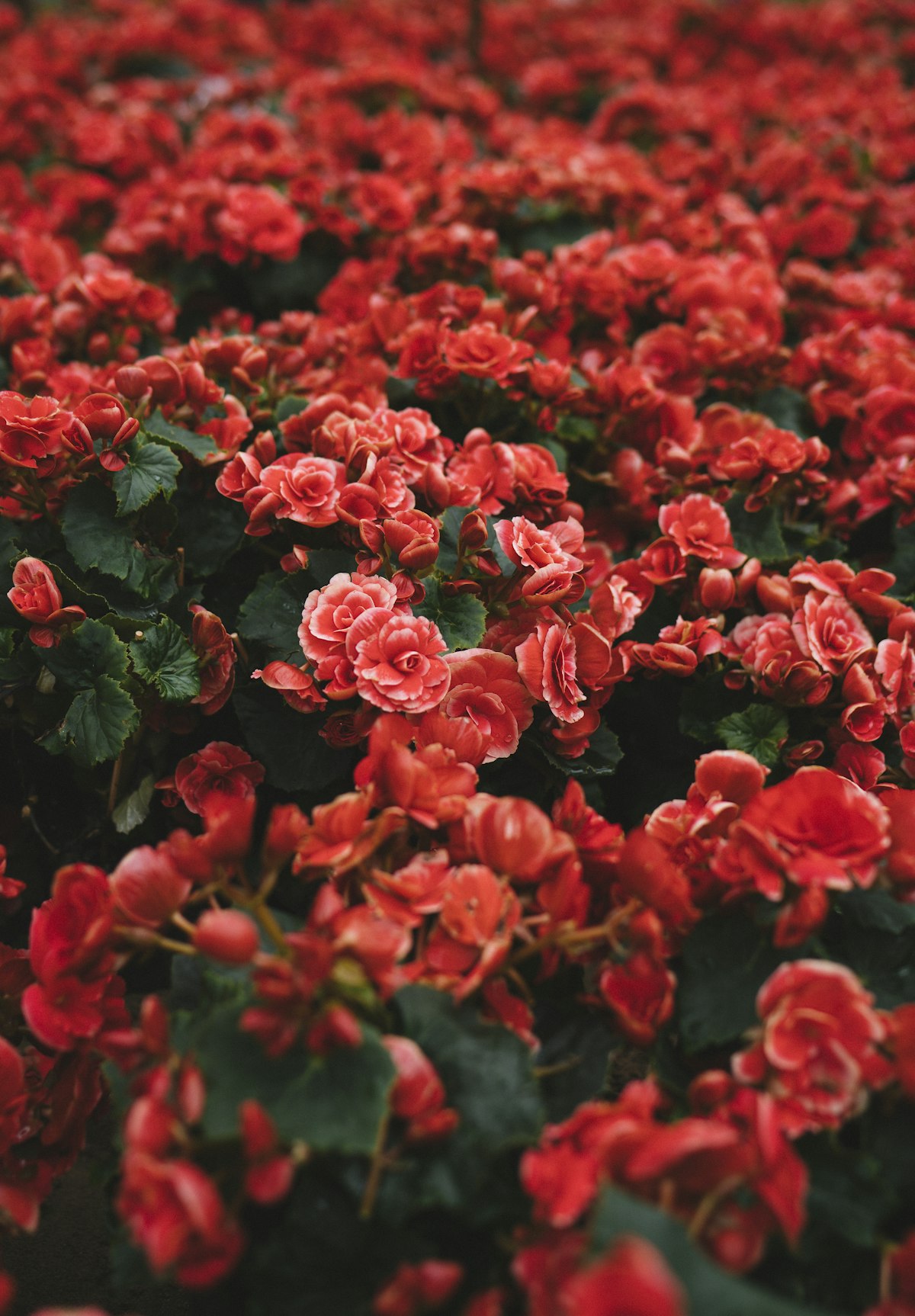 Флористика «Pion»